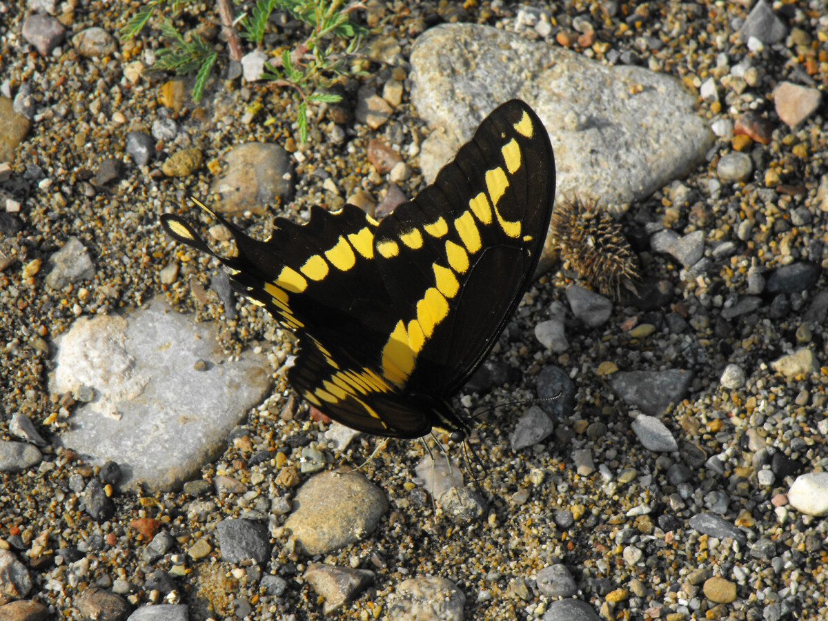 Registra la UAT 195 especies de mariposas en la Sierra Chiquita de Tamaulipas