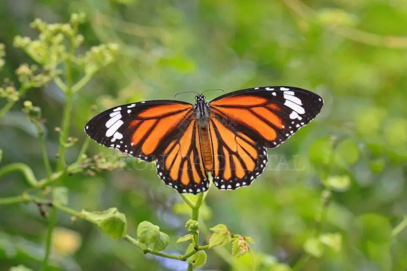 Es Tamaulipas, clave para conservación de ecosistemas y mariposa monarca: Especialistas
