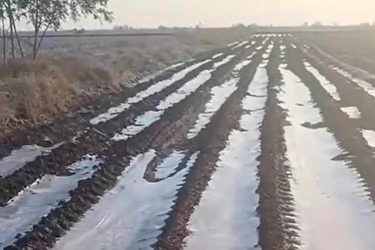 Frío congela 70 mil hectáreas de sorgo en Tamaulipas