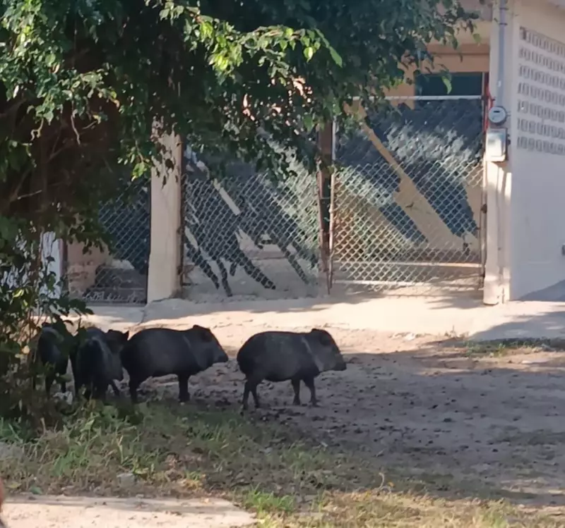 Sorprende avistamiento de pecaríes en zona urbana de Ciudad Madero