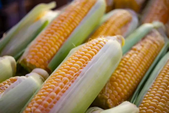Diputados aprueban reforma para prohibir el cultivo e importación del maíz transgénico