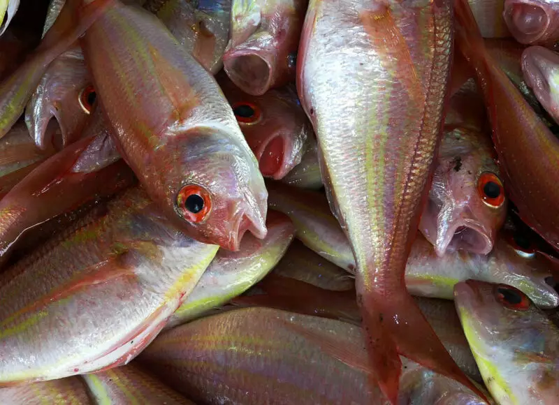 Cuaresma 2025: Cofepris te dice cómo saber si estás comprando un pescado fresco