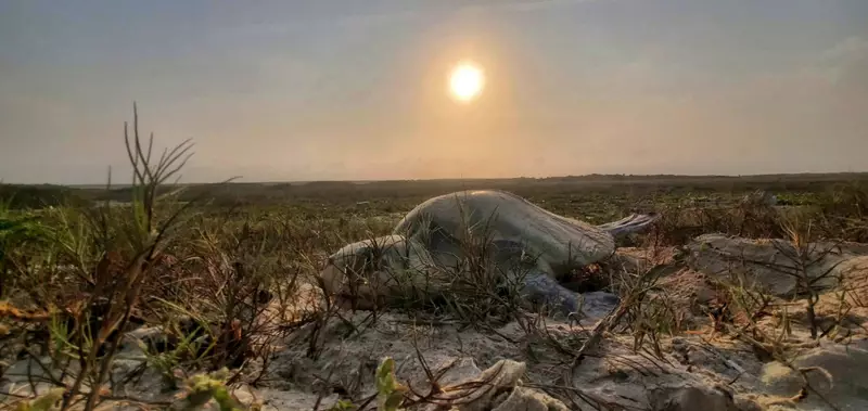 Incrementa Tamaulipas resguardo de huevos  de tortuga lora en un 20%