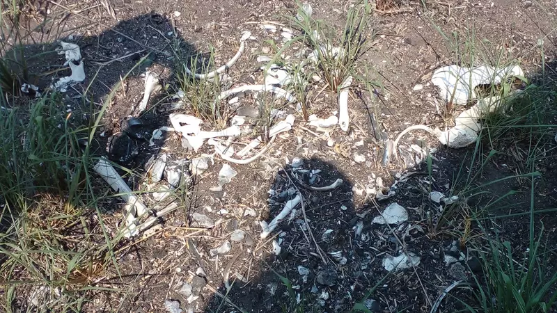 Localizan nuevo “campo de exterminio” en Río Bravo