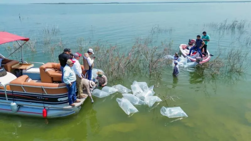 Siembran lobinas en la presa Vicente Guerrero para impulsar la pesca deportiva
