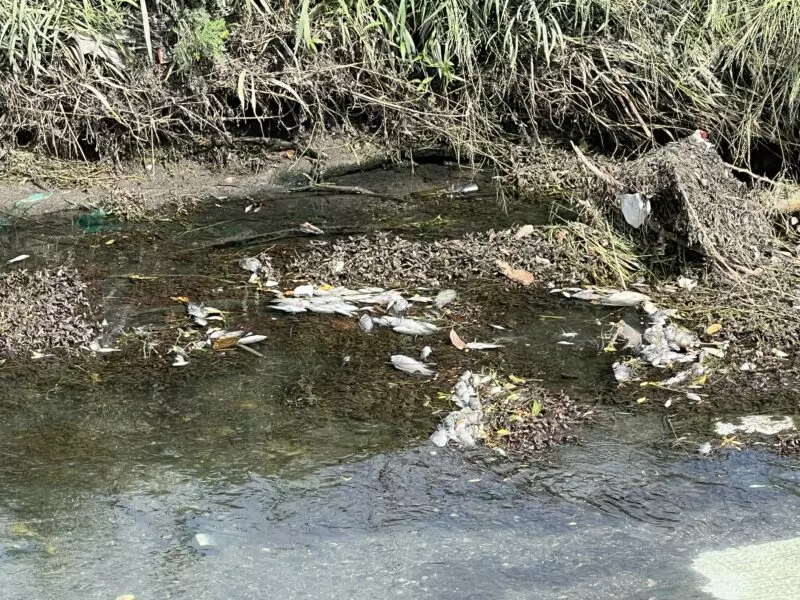 Aparecen cientos de peces muertos en canal de Ciudad Mante