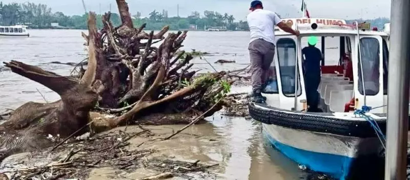 Enorme tronco a punto de provocar un grave accidente en el río Pánuco
