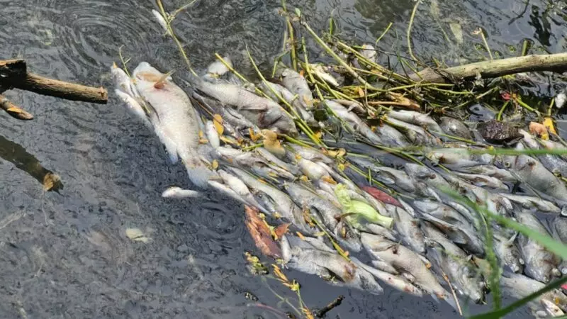 Activan respuesta inmediata por mortandad peces en canal de El Mante