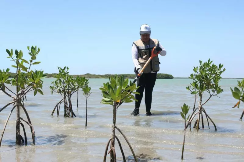 Transforman litoral tamaulipeco con acciones que protegen y educan