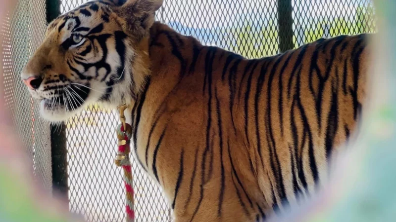 Elementos de PC capturan a tigre en Salinas Victoria, NL
