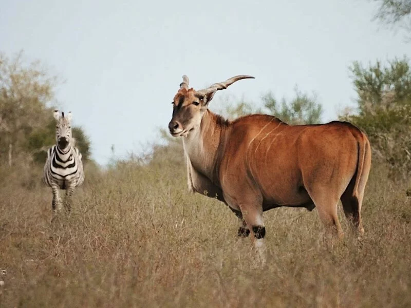 Tendrá Tamaulipas nuevo Parque Faunístico: CPBT