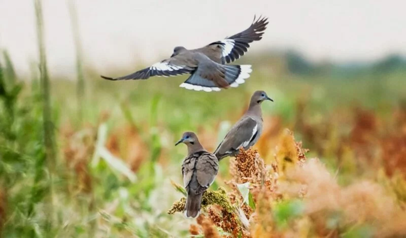 Inicia en Tamaulipas temporada de caza de paloma ala blanca