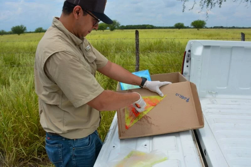 Invierte Tamaulipas en prevención y monitoreo contra el gusano barrenador