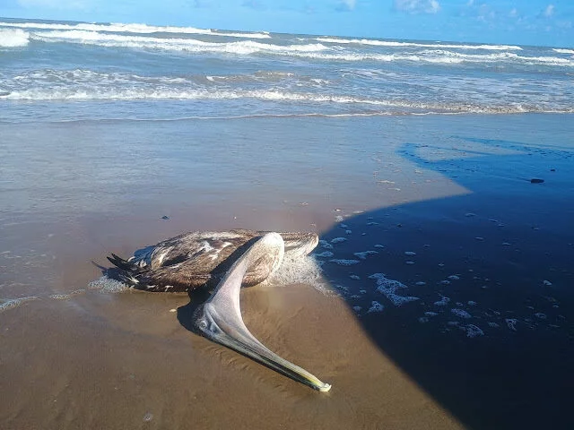 Denuncian seacrificio de 23 delfines para la caza de tiburon en el Golfo de Mexico