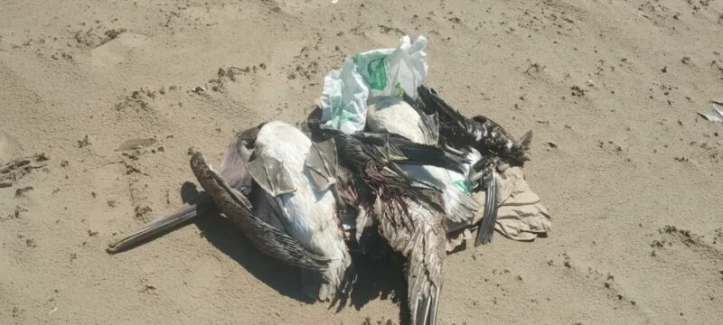 Detectan influenza aviar en gaviota hallada en playa Bagdad, Matamoros
