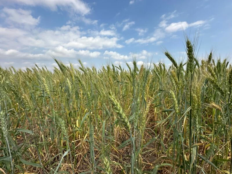 Promueven gobierno federal y estatal la siembra de trigo en el norte de Tamaulipas
