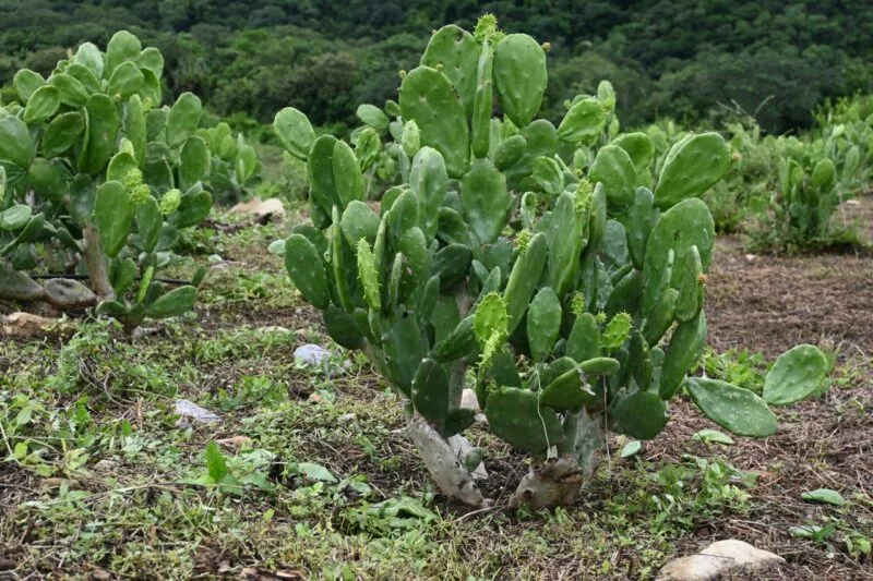 Impulsan buenas prácticas agrícolas en Gómez Farías, Llera y Xicoténcatl