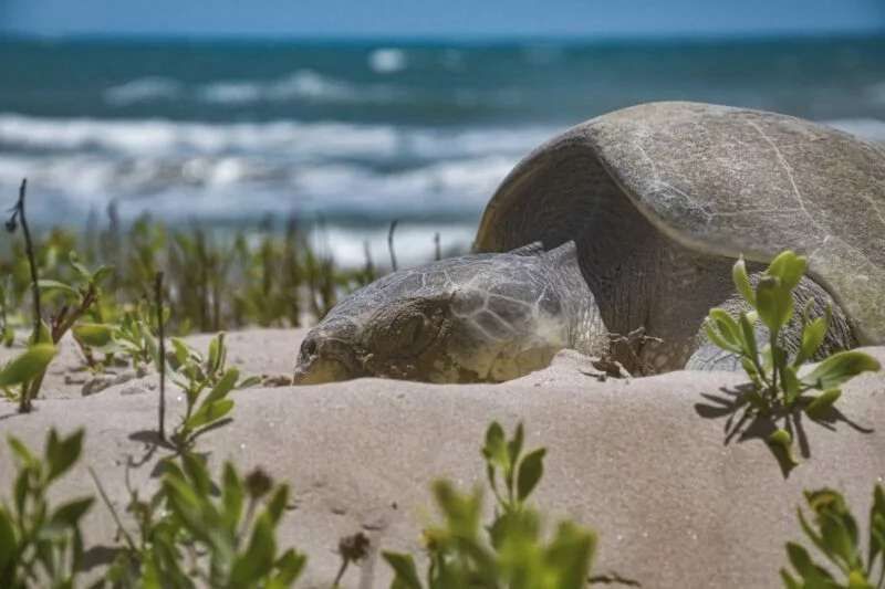 Avanza temporada de anidación de tortuga lora; suman más de 16 mil huevos protegidos