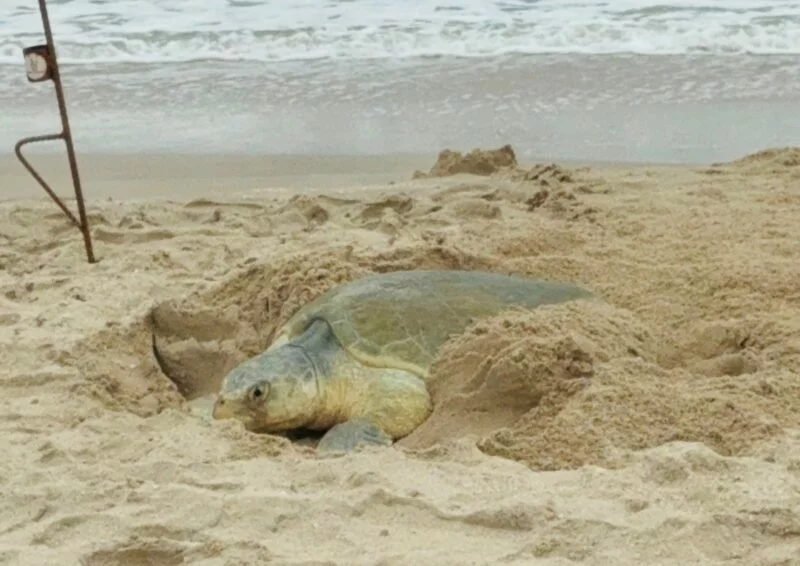 Supera Tamaulipas los 222 mil huevos de tortuga lora protegidos