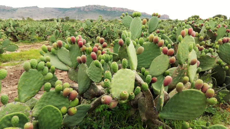 Tuna y nopal impulsan nuevas rutas comerciales mexicanas