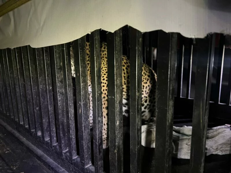 Brindan atención especializada a felino silvestre rescatado en la zona serrana de Tamaulipas