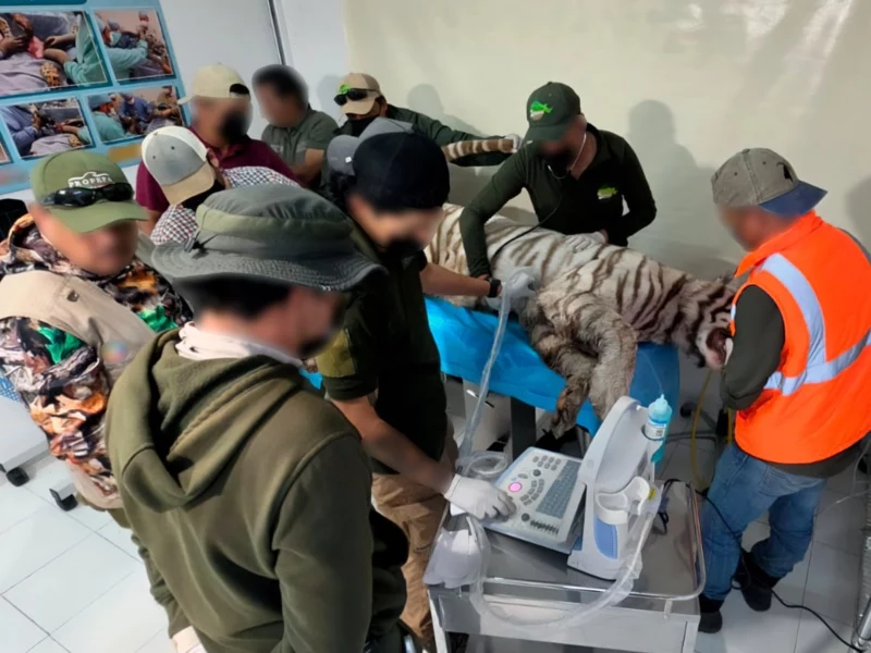 Muere baleado Kenzo, el tigre blanco que escapó en el Edomex, confirma Profepa; clausura establecimiento